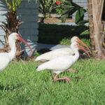 Florida backyard birds