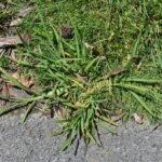 Large crabgrass